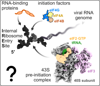 Figure 3 – Introduction to IRES-mediated translation initiation